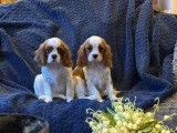 Chiot femelle Cavalier King Charles LOF disponible &agrave; la vente