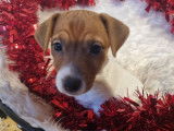 1 chiot femelle Jack Russell LOF marron et blanche disponible &agrave; la vente