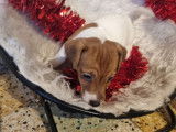 1 chiot femelle Jack Russell LOF marron et blanche disponible &agrave; la vente