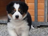 &Agrave; r&eacute;server, 2 chiots femelles Bergers Australiens LOF