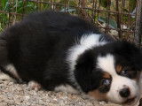 &Agrave; r&eacute;server, 2 chiots femelles Bergers Australiens LOF
