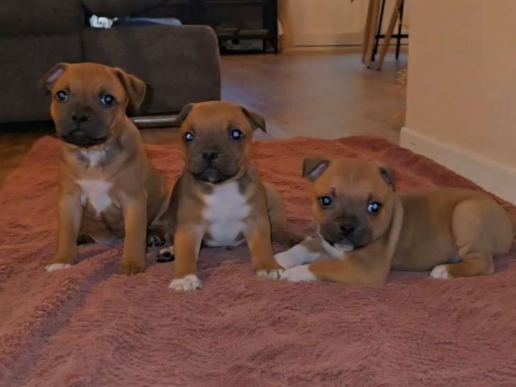 À réserver, 3 chiots Staffordshire Bull Terriers LOF de novembre 2025