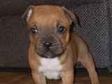 À réserver, 3 chiots Staffordshire Bull Terriers LOF de novembre 2025