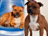 À réserver, 3 chiots Staffordshire Bull Terriers LOF de novembre 2025