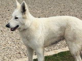 Chienne Berger Blanc Suisse LOF n&eacute;e en 2024 disponible &agrave; la vente