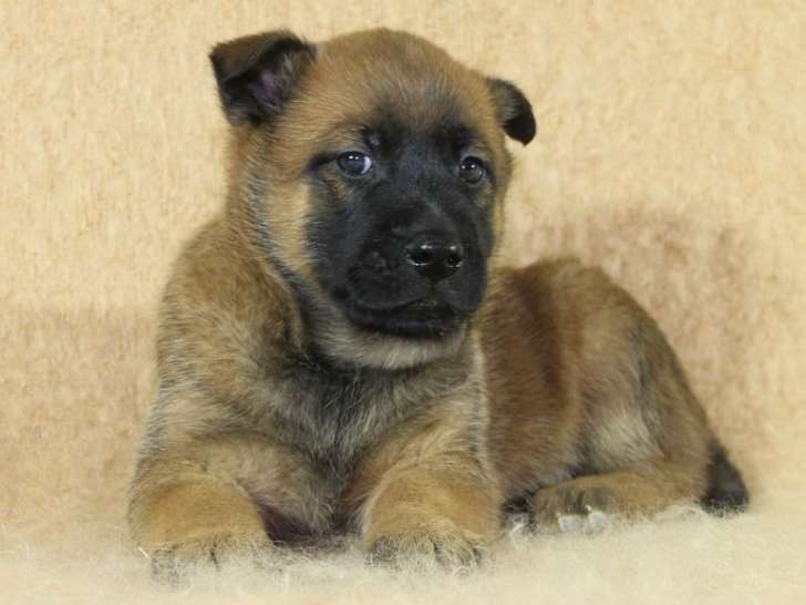 À réserver, chiots Bergers Belges Malinois LOF nés en novembre 2025