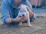 1 chiot femelle American Staffordshire Terrier LOF disponible &agrave; la vente