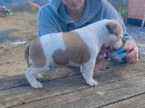 1 chiot femelle American Staffordshire Terrier LOF disponible &agrave; la vente