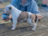1 chiot femelle American Staffordshire Terrier LOF disponible &agrave; la vente