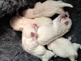 &Agrave; r&eacute;server, 3 chiots West Highland White Terrier LOF n&eacute;s en d&eacute;cembre 2025