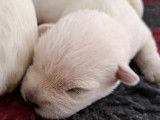 &Agrave; r&eacute;server, 3 chiots West Highland White Terrier LOF n&eacute;s en d&eacute;cembre 2025