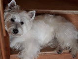 &Agrave; r&eacute;server, 3 chiots West Highland White Terrier LOF n&eacute;s en d&eacute;cembre 2025