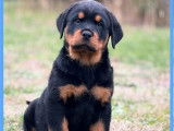 Chiot Rottweiler LOF n&eacute; en octobre 2025 disponible &agrave; la vente
