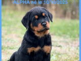 Chiot Rottweiler LOF n&eacute; en octobre 2025 disponible &agrave; la vente