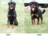 Chiot Rottweiler LOF n&eacute; en octobre 2025 disponible &agrave; la vente