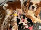 &Agrave; r&eacute;server, 5 chiots Cavaliers King Charles LOF n&eacute;s en novembre 2025
