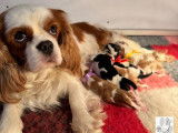 &Agrave; r&eacute;server, 5 chiots Cavaliers King Charles LOF n&eacute;s en novembre 2025
