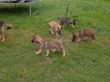 &Agrave; vendre, 3 chiots m&acirc;les Bergers Allemands LOF n&eacute;s en septembre 2025