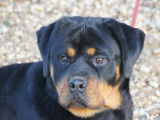 Jeune femelle Rottweiler LOF disponible &agrave; la vente