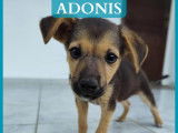 Adonis, Asus et Harley, chiots &agrave; adopter en association