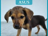 Adonis, Asus et Harley, chiots &agrave; adopter en association