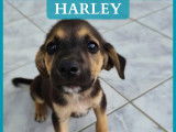 Adonis, Asus et Harley, chiots &agrave; adopter en association