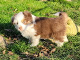 Chiots Berger Am&eacute;ricain Miniature LOF &agrave; vendre