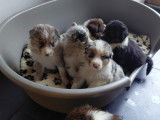 Adorables chiots Berger Australien crois&eacute;s Border Collie disponibles mi-janvier