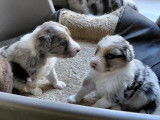 Adorables chiots Berger Australien crois&eacute;s Border Collie disponibles mi-janvier