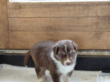 Adorables chiots Berger Australien crois&eacute;s Border Collie disponibles mi-janvier