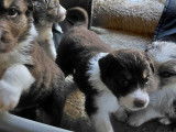 Adorables chiots Berger Australien crois&eacute;s Border Collie disponibles mi-janvier