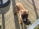 1 chiot femelle Berger Belge Malinois  fauve masque noir LOF &agrave; vendre