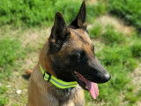 1 chiot femelle Berger Belge Malinois  fauve masque noir LOF &agrave; vendre