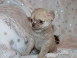 1 chiot Chihuahua m&acirc;le disponible &agrave; la vente (LOF)