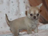 1 chiot Chihuahua m&acirc;le disponible &agrave; la vente (LOF)