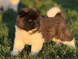 Chiots Akita Am&eacute;ricain LOF &agrave; r&eacute;server
