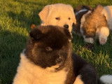 Chiots Akita Am&eacute;ricain LOF &agrave; r&eacute;server
