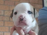9 chiots Bulldog Continental LOF &agrave; r&eacute;server