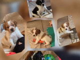 &Agrave; vendre, 8 chiots &Eacute;pagneul Breton LOF