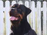Chien femelle Rottweiler adulte LOF &agrave; vendre