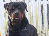 Chien femelle Rottweiler adulte LOF &agrave; vendre