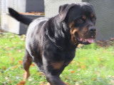Chien femelle Rottweiler adulte LOF &agrave; vendre