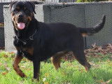 Chien femelle Rottweiler adulte LOF &agrave; vendre