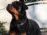 Chien femelle Rottweiler adulte LOF à vendre