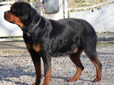 Chien femelle Rottweiler adulte LOF à vendre