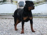 Chien femelle Rottweiler adulte LOF à vendre