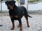 Chien femelle Rottweiler adulte LOF à vendre