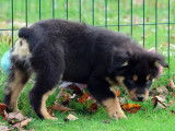 1 chiot femelle Berger Australien noir tricolore LOF &agrave; vendre