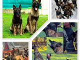 8 chiots Berger Belge Malinois LOF &agrave; r&eacute;server