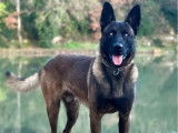 8 chiots Berger Belge Malinois LOF &agrave; r&eacute;server